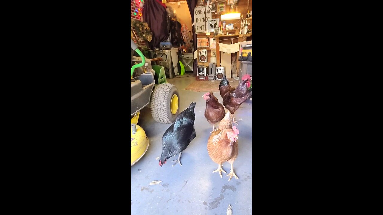 🐔 chickens 101 Lesson #7 Imposing Cock a I'm Heres