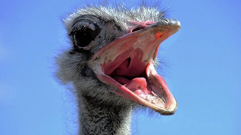 Psychic Reading on CANADIAN OSTRICH FARM FIASCO universal ostrich farm news media manipulation