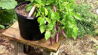 Growing Eggplants in Containers - My Top Pick