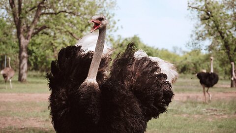 For the Ostriches