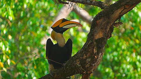 Rare Animal: Great Hornbill Near The Monkey Group In BAYON Temple Area