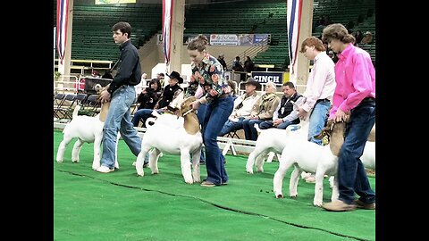 National Western Stock Show and Rodeo 2025 the market goat show results.