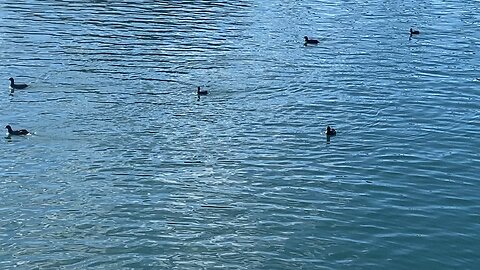 I’ve recorded the Coots today on December 4 2025