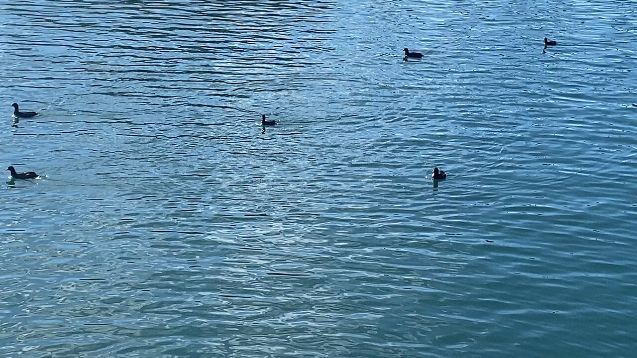 I’ve recorded the Coots today on December 4 2025