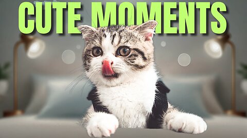 🐱 The Cutest Cats Ever! Pure Happiness in Every Meow 😻