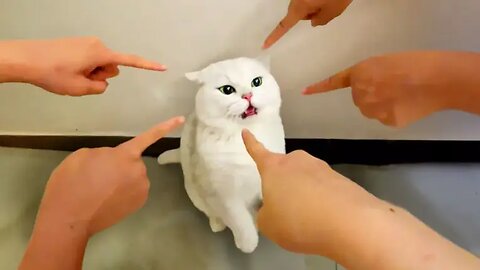 Your Daily Dose of Pets / Cat Accepted Their Fate