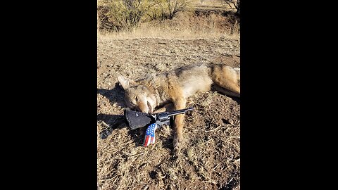 First Coyote of the season. Step down dirt hole set.