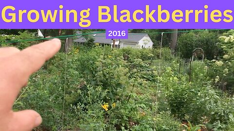 Growing Blackberries