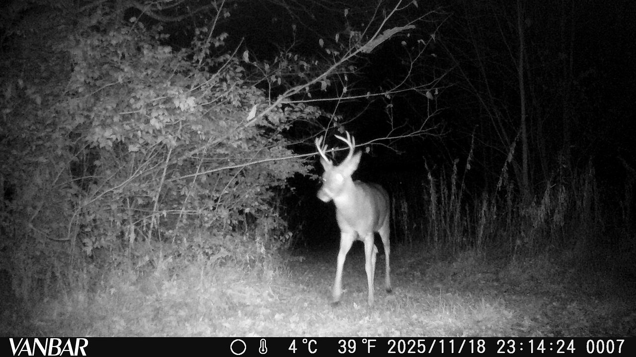 Deer Cam Photos Nov 18th - 24th 2025 Bucks Does Deer In Fog Game Cam Trail Camera