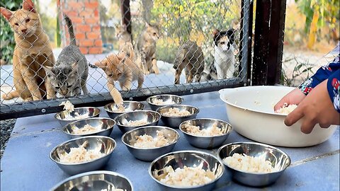 The Hungry Kitten Can’t Wait for their food, Because It owner so late