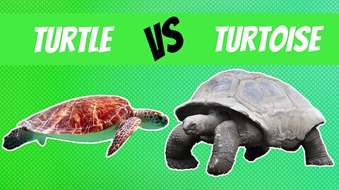 Turtle vs. Tortoise: Key Differences You Never Knew