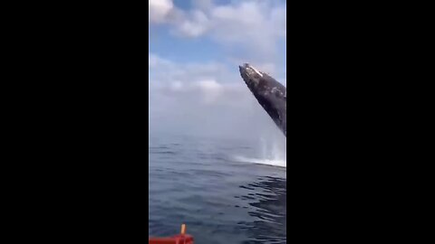 Whale Surprises the women 🥶