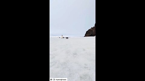 THE DAY OF THE PENGUINS. Original content by @myeonghoseo Instagram. 1-4-25