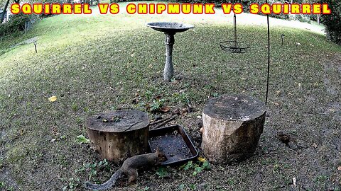 Squirrel vs Chipmunk vs Squirrel