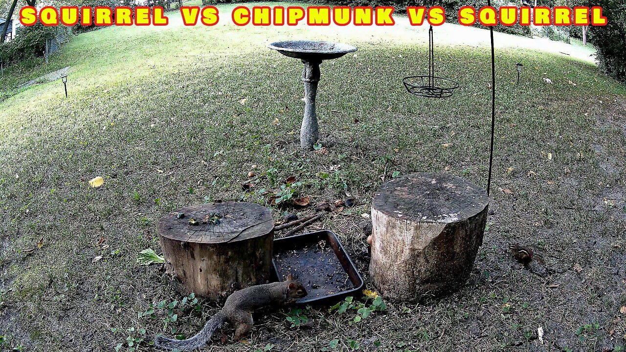 Squirrel vs Chipmunk vs Squirrel