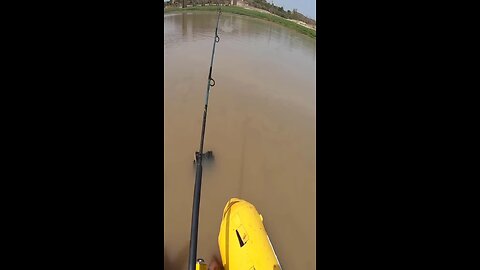 Amazing Catch Fish