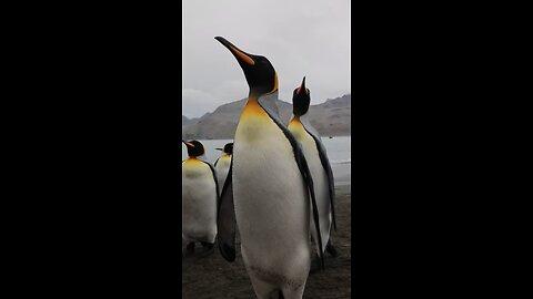 Majestic King Penguins