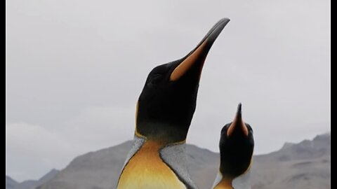 Majestic King Penguins