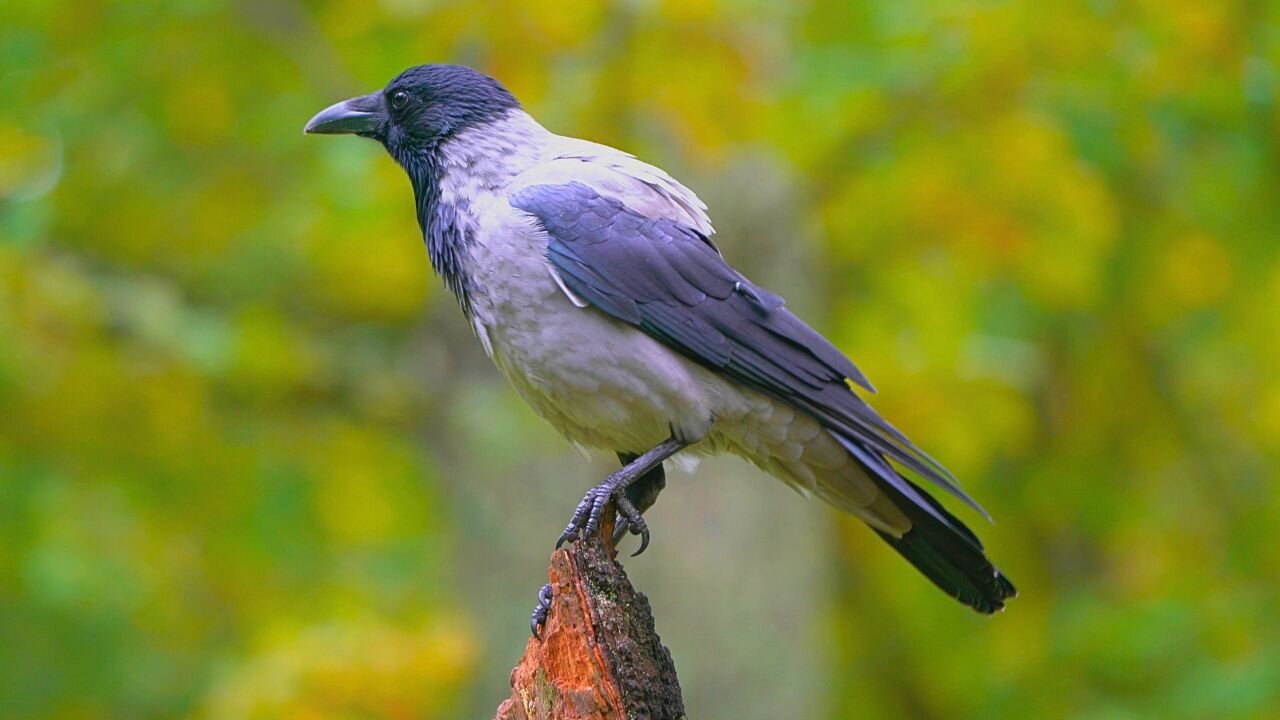 Hooded Crow Perching on My Very Favorite Tree Stump