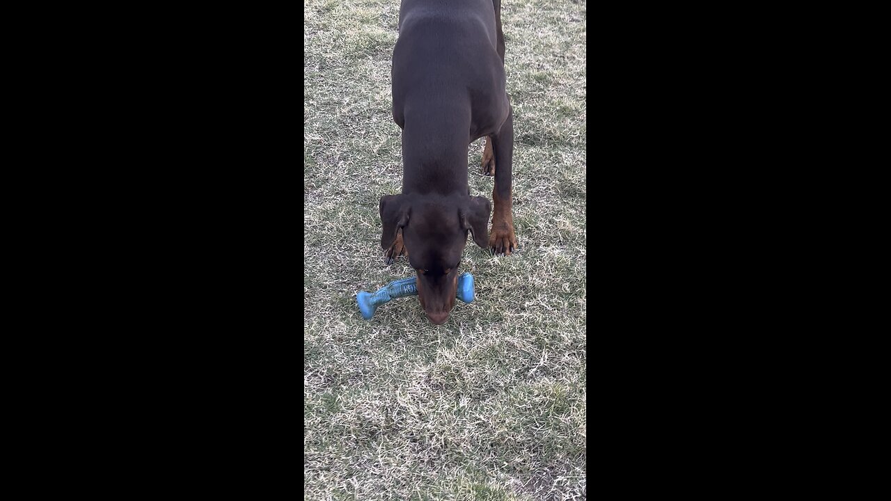 Charlie playing outside with his toy