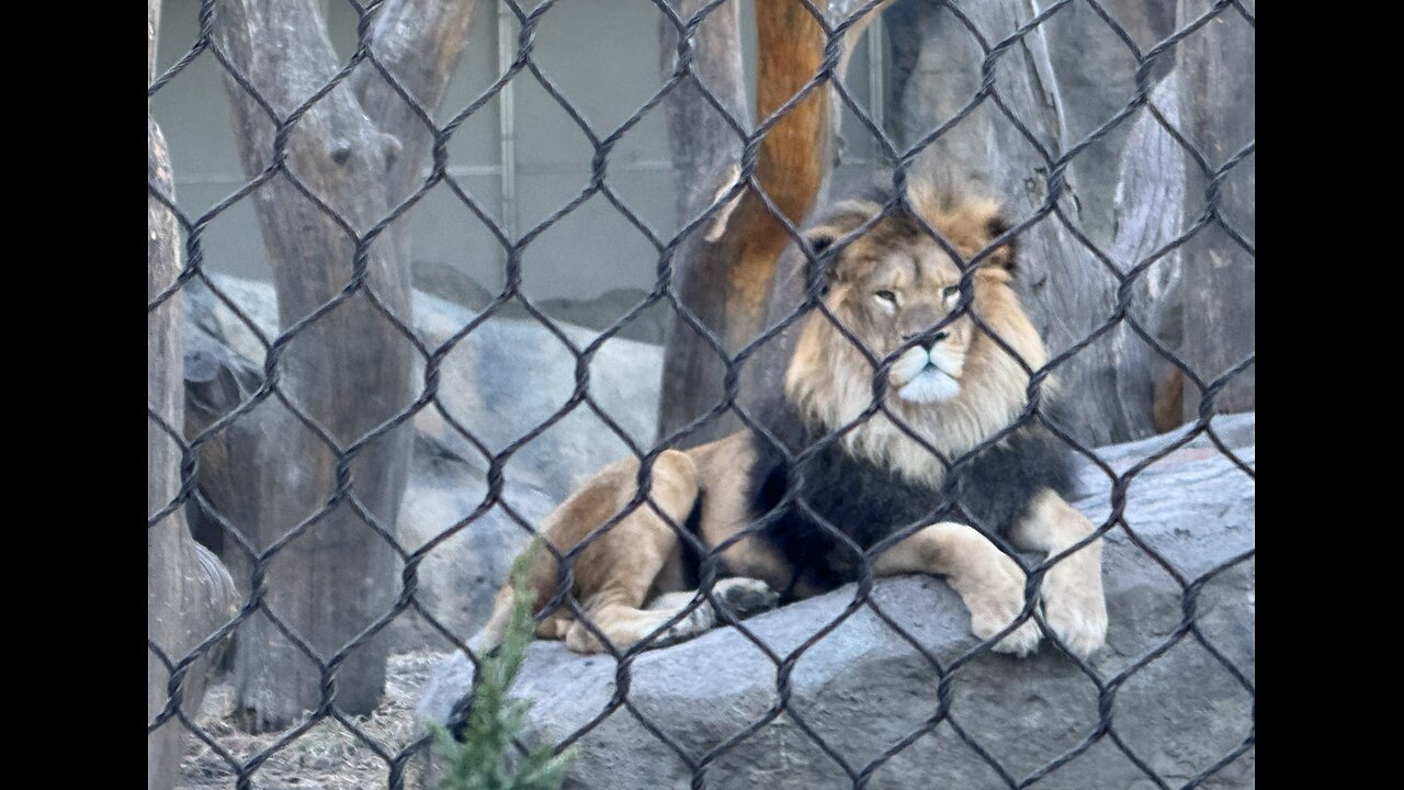 The Lion & Lionesses in Chicago's Lincoln Park Zoo