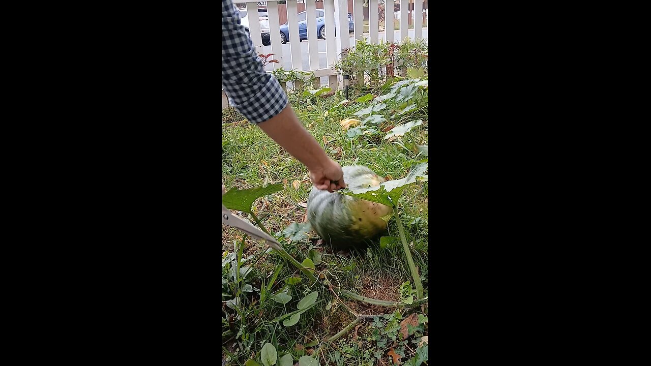 organic pumpkin from garden