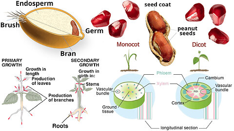 Plant Development: From Seed Germination to Plant Growth