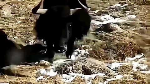 Yak Core