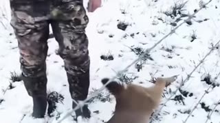 little deer leg was caught in barbed wire fence