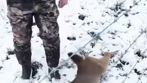 little deer leg was caught in barbed wire fence