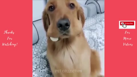 Cute And Funny Pet Videos Compilation