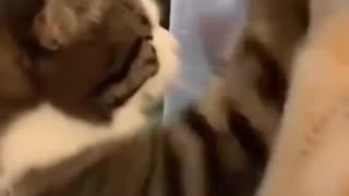 🎶🐈 Bass Cat is Here to Steal the Show! | FunFM