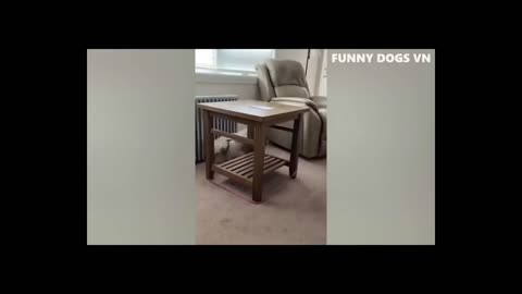 Funny Dogs