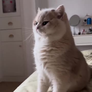 "Sleepy Morning Bliss: A Tired Cat's Moment"