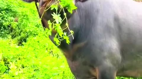 আপনিও হাসতে বাদ্য #funnyvideos #foryoupage