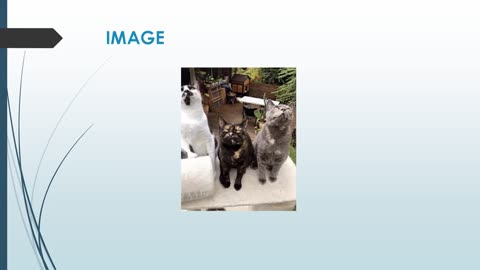 Best Pet Healing Services in Coopers Shoot