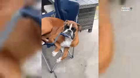 Super Funny Animals Laugh until You Drop to Tears part 4