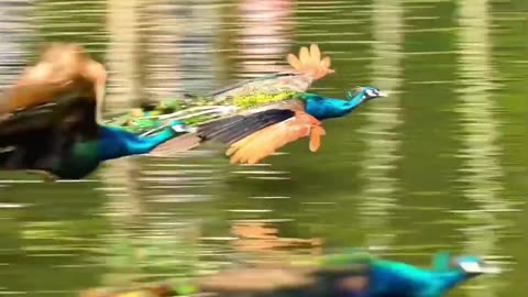 🧠✨ Stunning Peacocks Flying Over The Sea! | FeedMyCuriosity