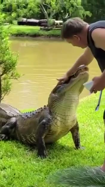 Nice harmless pet you have there sir 😱