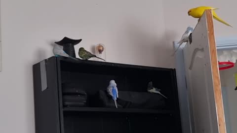 More Bookcase Investigations - Outside Consultant Required