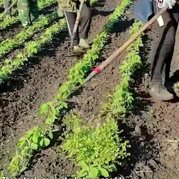 Say goodbye to invasive weeds with this tool!.hd