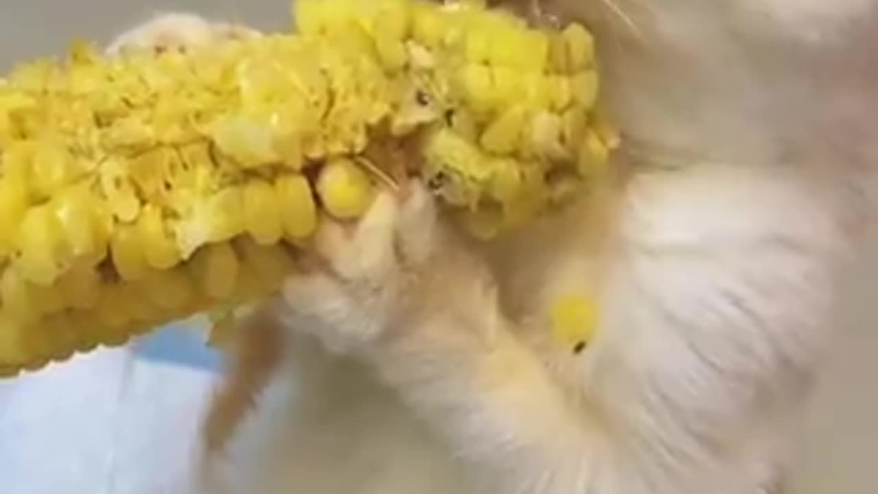 this is how cats eat the corn | funny video | crazy clips