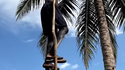 Stick Walking man Pick Coconut
