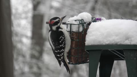 Hairy Woodpecker