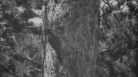 A Visit to Yellowstone National Park - A Visit to Yellowstone National Park - fc-fc-4648