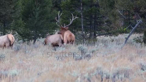 Adult bull elk (Cervus canadensis) with his harem during rut in Grand Teton National Park, Wyoming