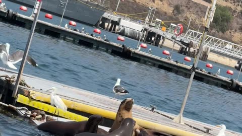 Big Boss Sea Lion Showing Up to the Meet