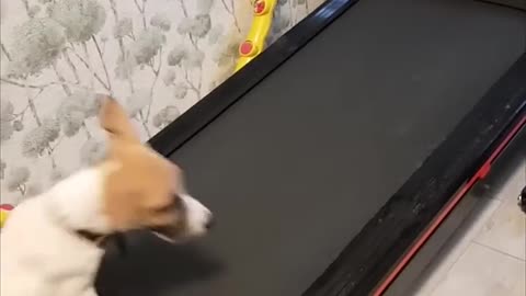 Dog Fails While Testing Owner’s Treadmill