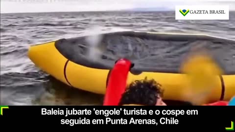 Baleia jubarte 'engole' turista e o cospe em seguida em Punta Arenas, Chile