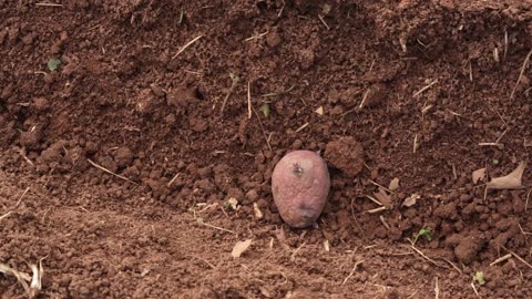 Potato Planting(Narrated)